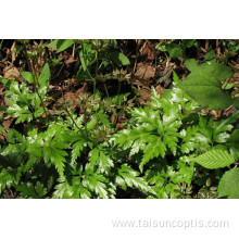 nature chinese herbs Radix coptis